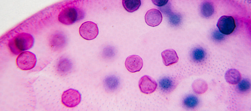 Thumbnail for Why CoQ10 is crucial to mitochondria and overall health benefits