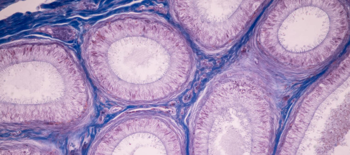 Healthy cells are foundational to a healthy body: here’s why