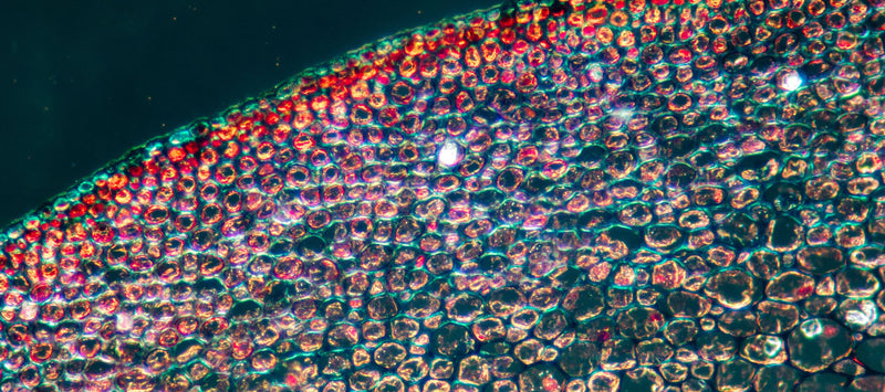 Thumbnail for How do cells get the energy they need to do their jobs?