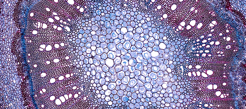 Thumbnail for How to support damaged cells naturally