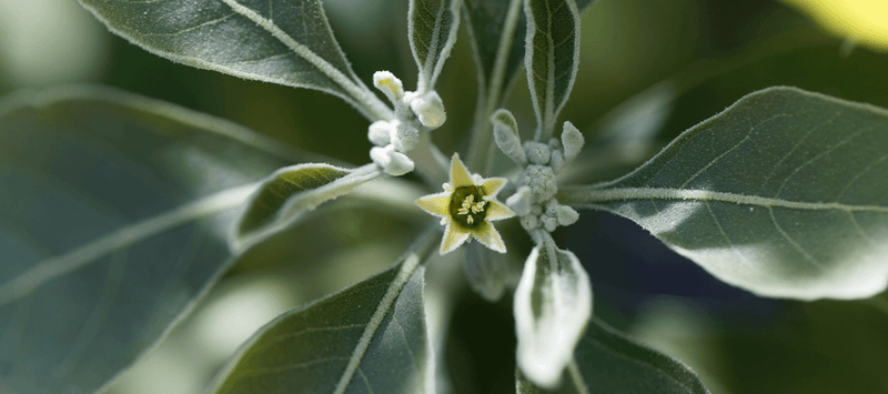 Thumbnail for Ingredient spotlight: Ashwagandha
