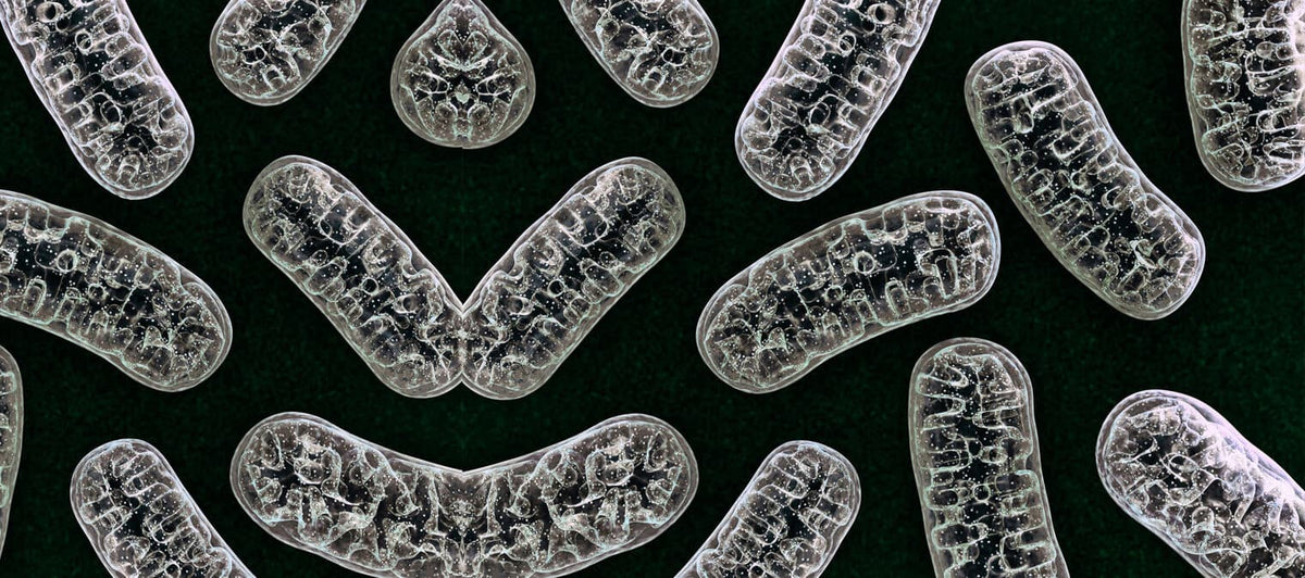 Mitochondria, free radicals and antioxidants made simple.