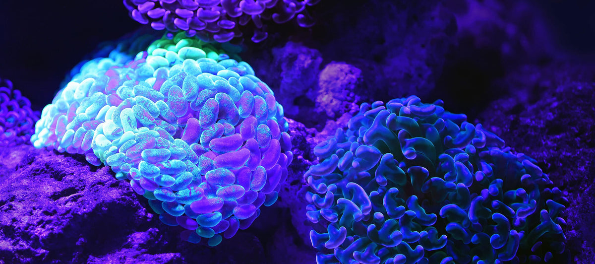 Mitochondria: what are they and why are they important to my health?