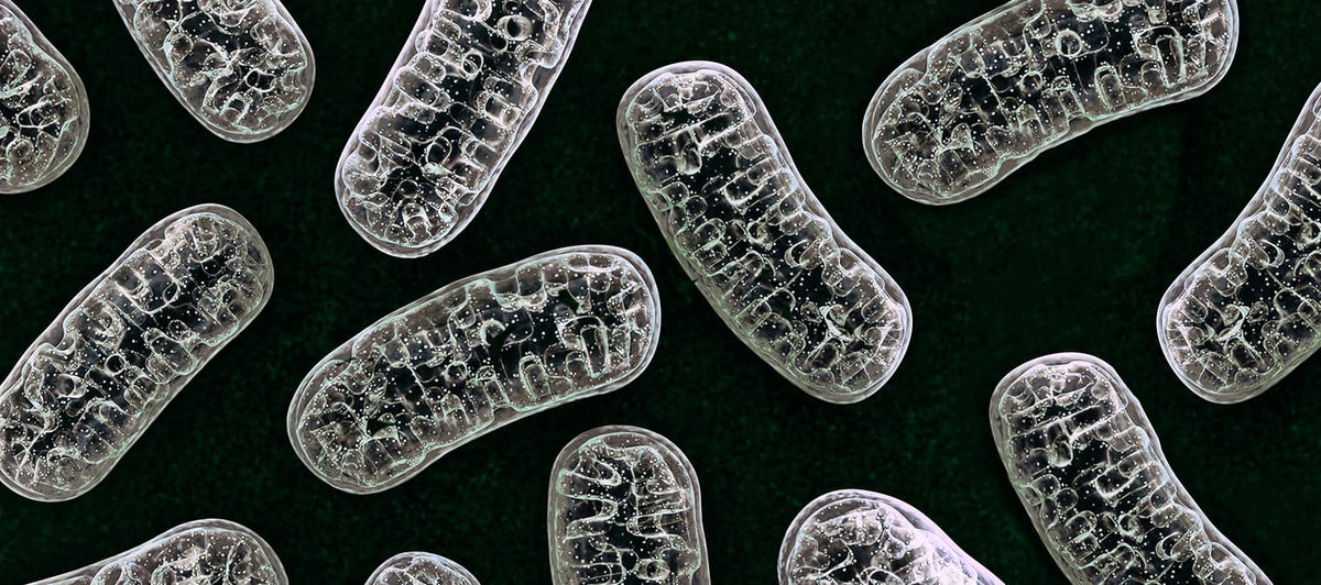 MitoQ and kidney safety