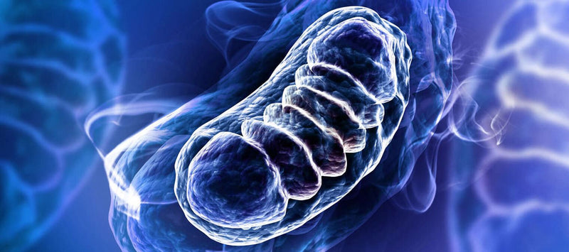 Thumbnail for Ubiquinol vs CoQ10: how are they different?
