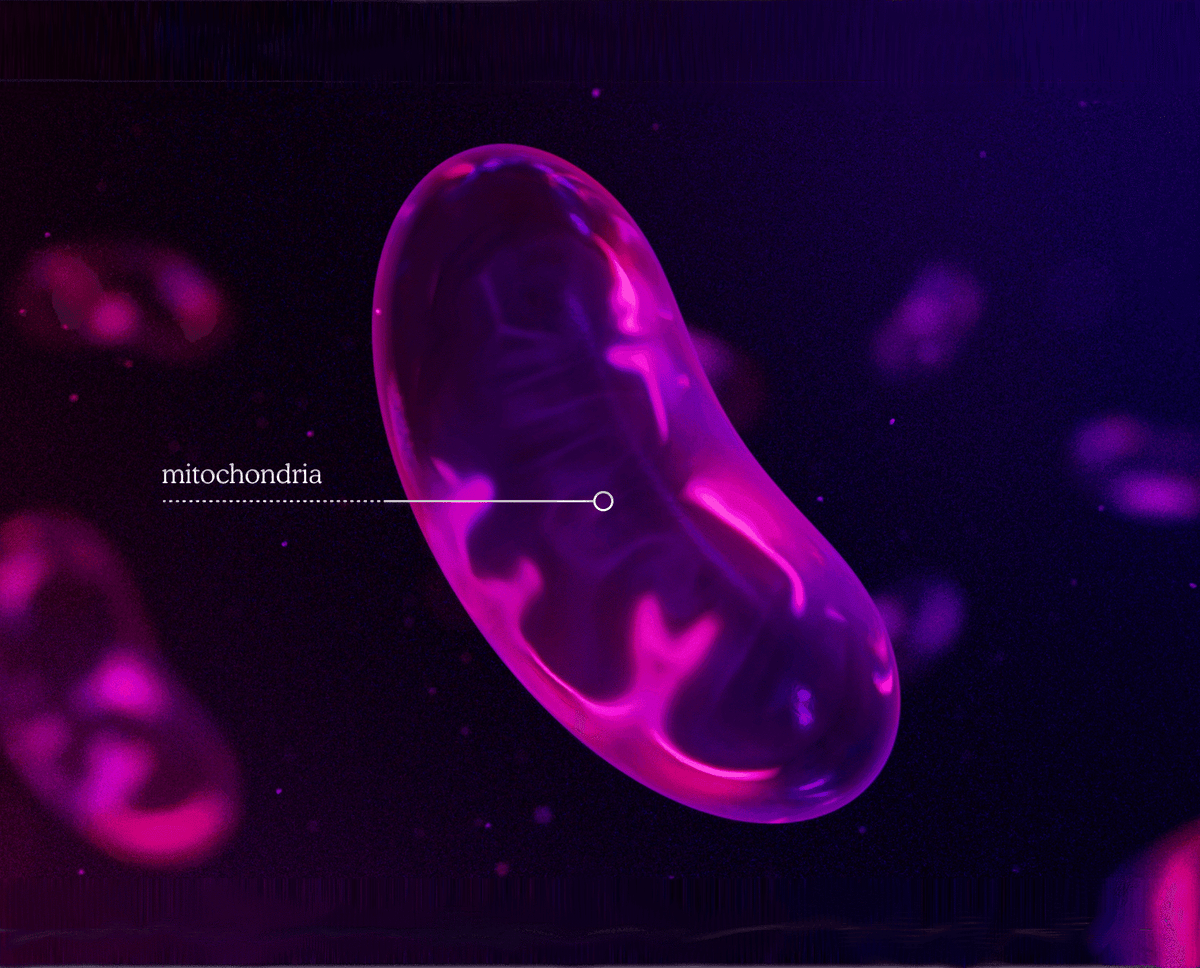 bpc-157 effects on mitochondria BPC-157: Tendon Repair and More Pentadecapeptide BPC 157 Enhances the