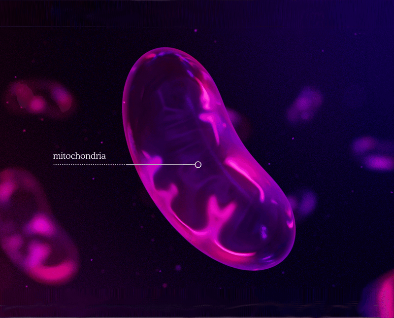 Thumbnail for What Are Mitochondria? The Powerhouse of the Cell | MitoQ