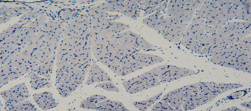 Thumbnail for What happens to your cells as you age?