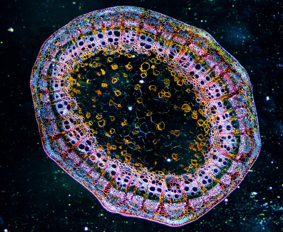 What is cell stress & why it's important to your health?