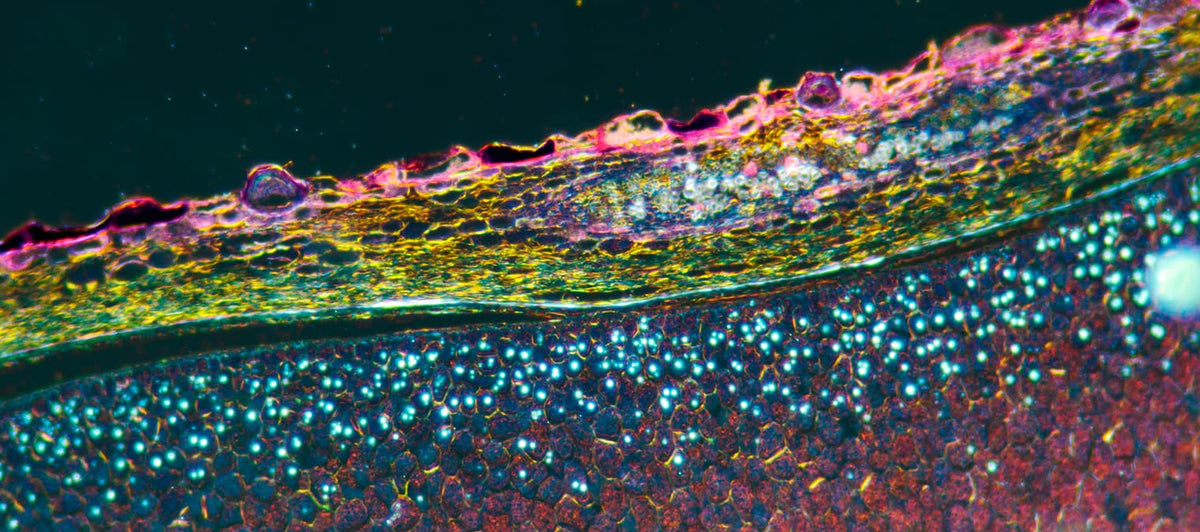 What is cellular health: how your health depends on your cells