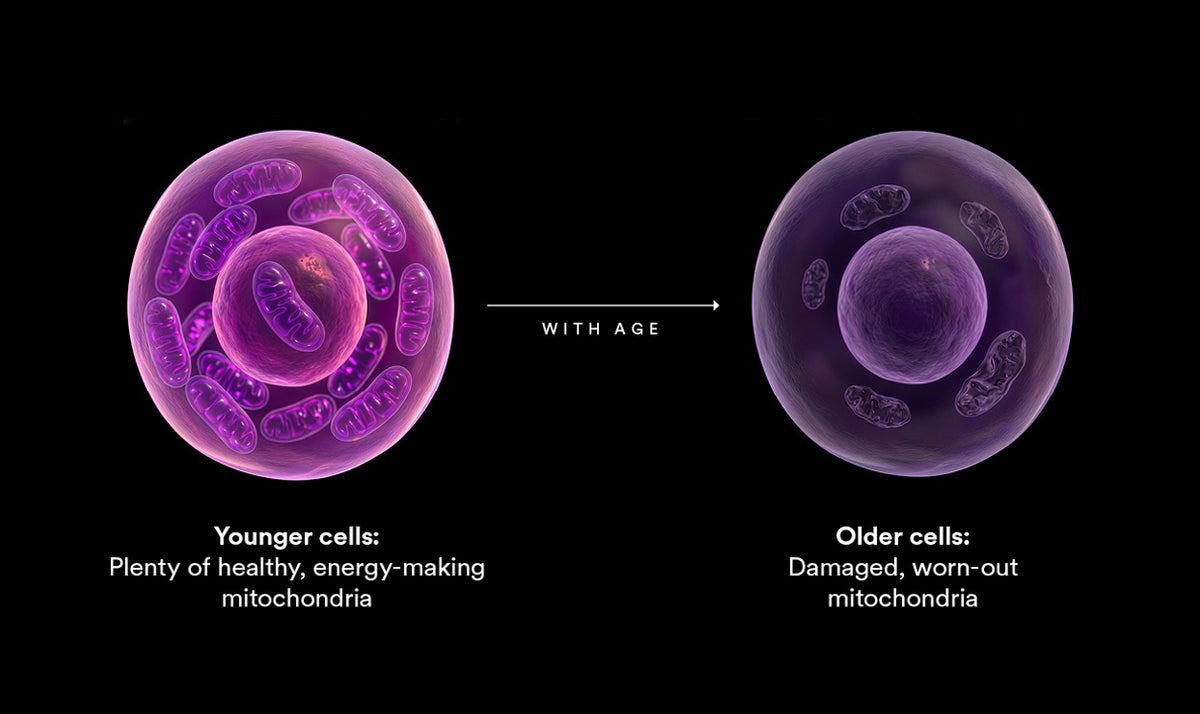 A black-background infographic comparing younger and older cells. On the left, a pink-purple cell is labeled 'Younger cells: Plenty of healthy, energy-making mitochondria.