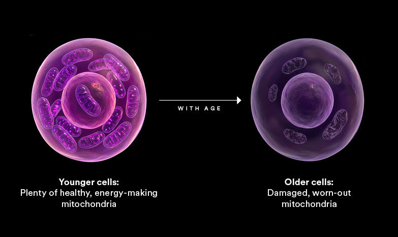 A black-background infographic comparing younger and older cells. The left side shows a glowing purple younger cell with many mitochondria and the caption 'Younger cells: Plenty of healthy, energy-making mitochondria.
