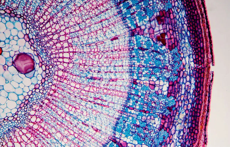 Microscopic view of plant tissue with different cell types stained in blue and pink.