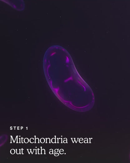 How MitoQ Pure Works